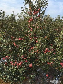 正宗山東煙臺紅富士一級果上市，新鮮水果零售