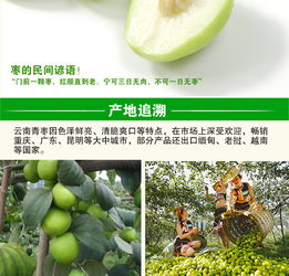 云南元謀 甜蜜滋味，新鮮直達——蜜棗與大青棗的味蕾盛宴